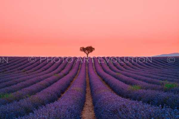 Sunset - Valensole